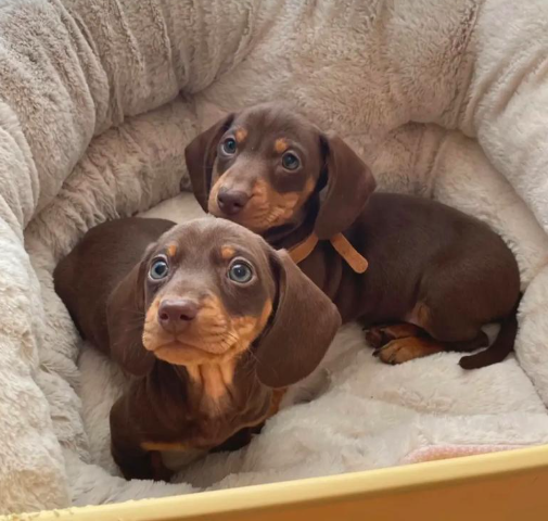 软萌腊肠犬｜居家小型伴侣犬实拍交易